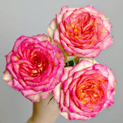 Norway forest Rose Plant