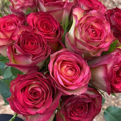 Norway forest Rose Plant