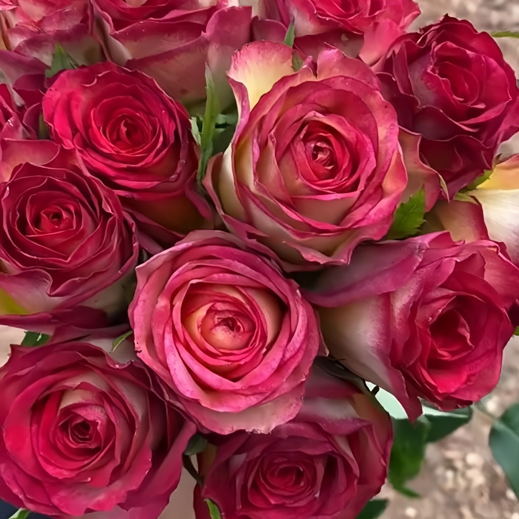 Norra Roses Norwegian Forest Rose Plant|挪威森林 – Rose_Explosion