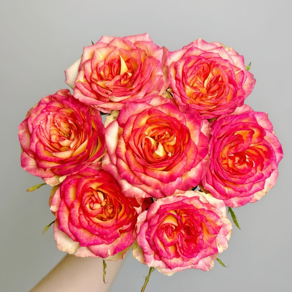 Norra Roses Norwegian Forest Rose Plant|挪威森林 – Rose_Explosion