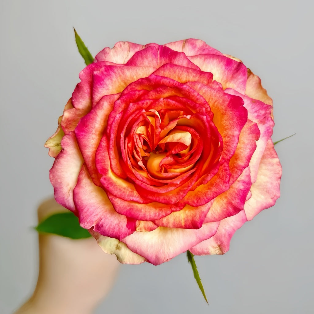 Norra Roses Norwegian Forest Rose Plant|挪威森林 – Rose_Explosion