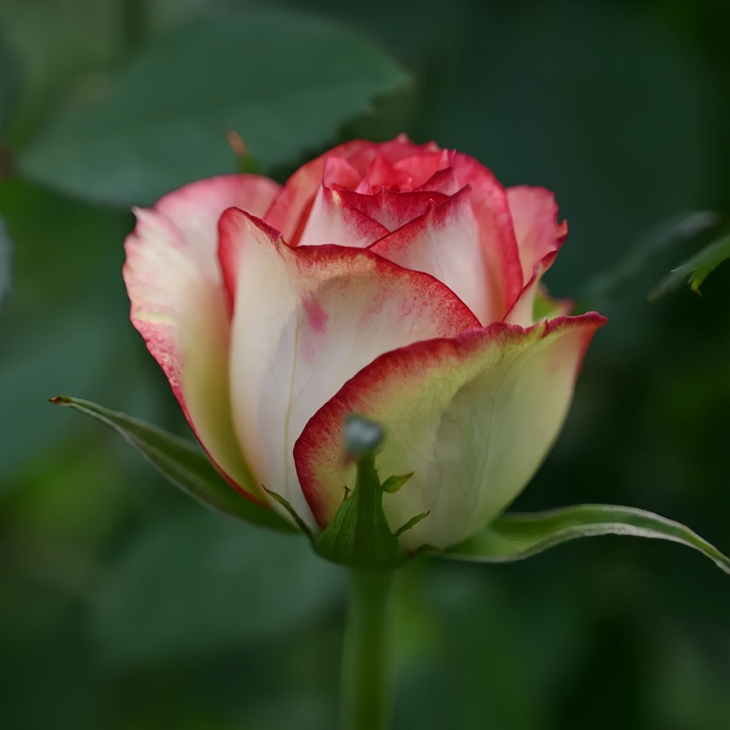 Norra Roses Norwegian Forest Rose Plant|挪威森林 – Rose_Explosion