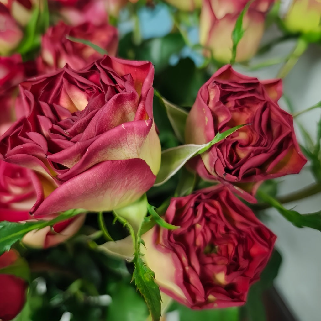 Norra Roses Norwegian Forest Rose Plant|挪威森林 – Rose_Explosion