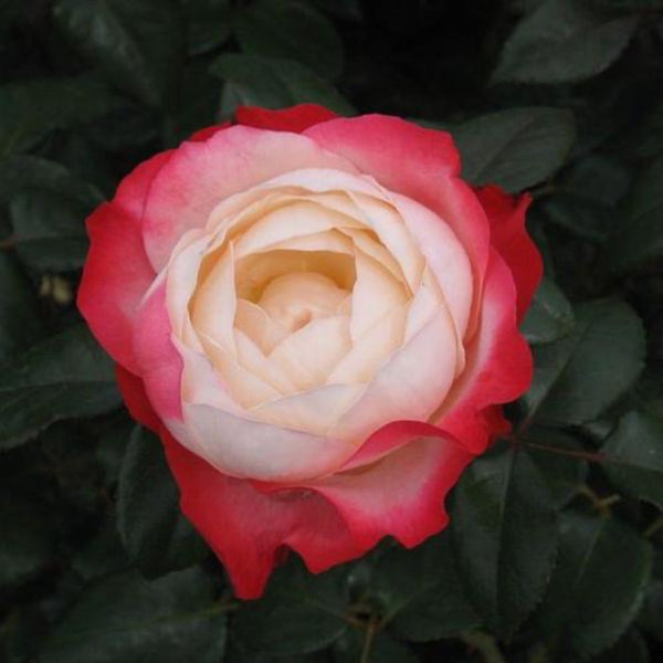Nostalgie Rose Plant | Vintage Charm & Strong Fragrance – Rose_Explosion