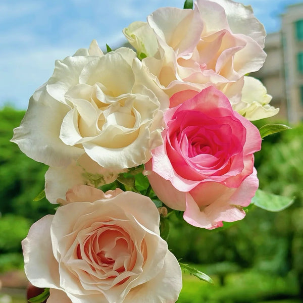 Notebook Rose Plant|日记本