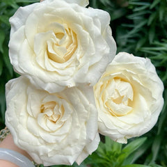 Notebook Rose Plant|日记本