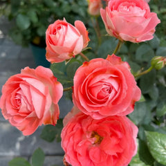 Discover the Endless Elegance of Nova King Terrazza Miniature Rose