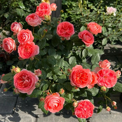 Discover the Endless Elegance of Nova King Terrazza Miniature Rose