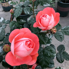 Discover the Endless Elegance of Nova King Terrazza Miniature Rose