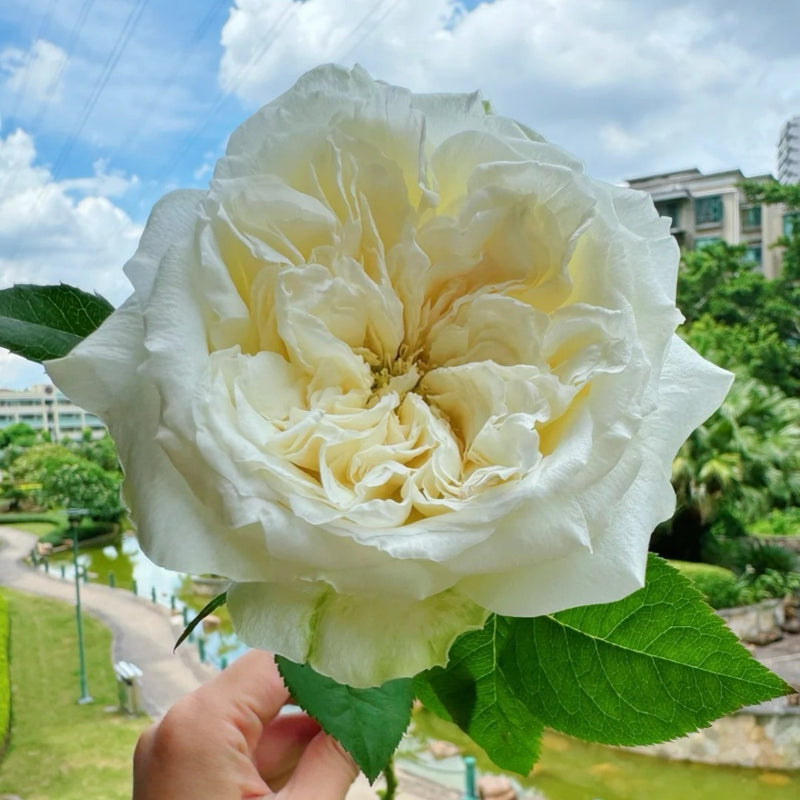 Nozari Rose Plant