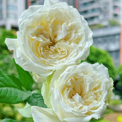 Nozari Rose Plant