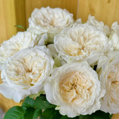 Nozari Rose Plant