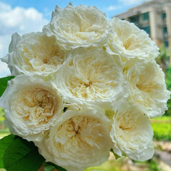 Nozari Rose Plant
