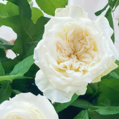 Nozari Rose Plant