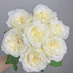 Nozari Rose Plant
