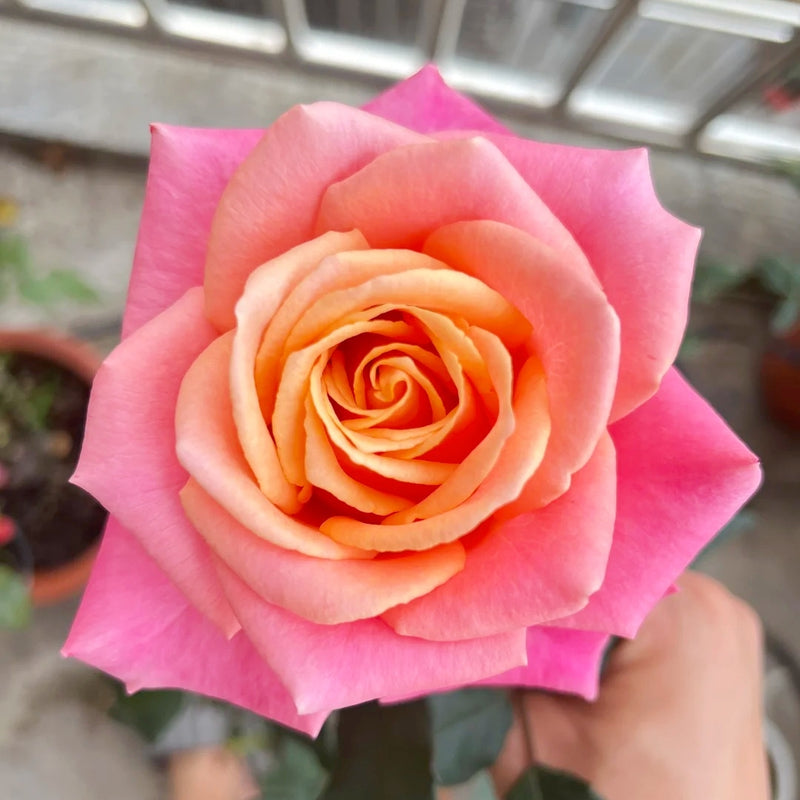 Nuoyan Rose