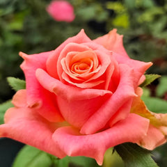 Nuoyan Rose