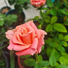 Nuoyan Rose