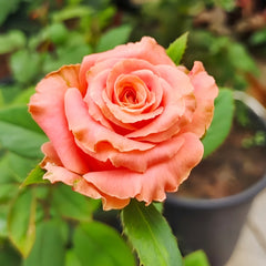 Nuoyan Rose
