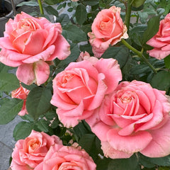 Nuoyan Rose