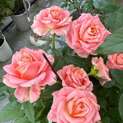 Nuoyan Rose