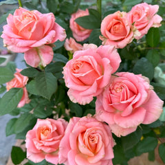 Nuoyan Rose