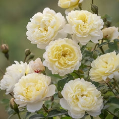 Nye Bevan Rose Plant