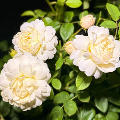 Nye Bevan Rose Plant