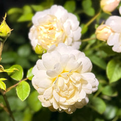Nye Bevan Rose Plant