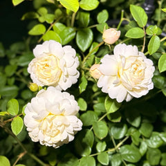 Nye Bevan Rose Plant