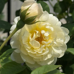 Nye Bevan Rose Plant