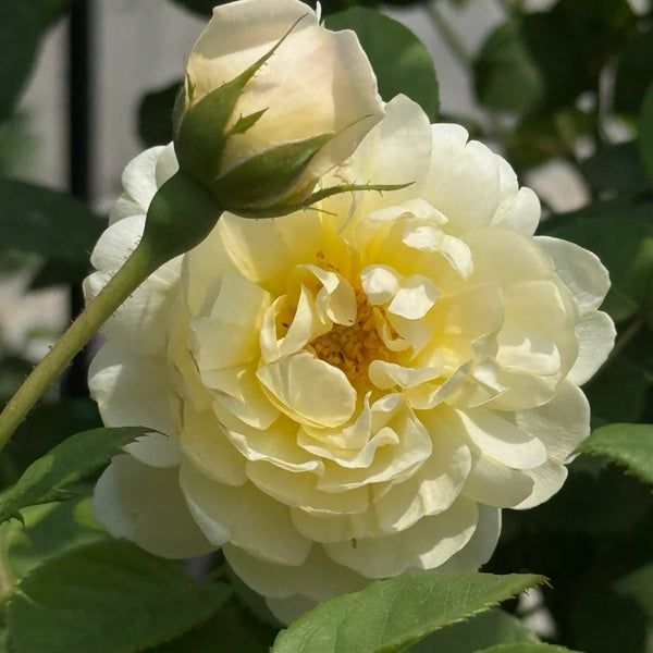 Nye Bevan Rose Plant