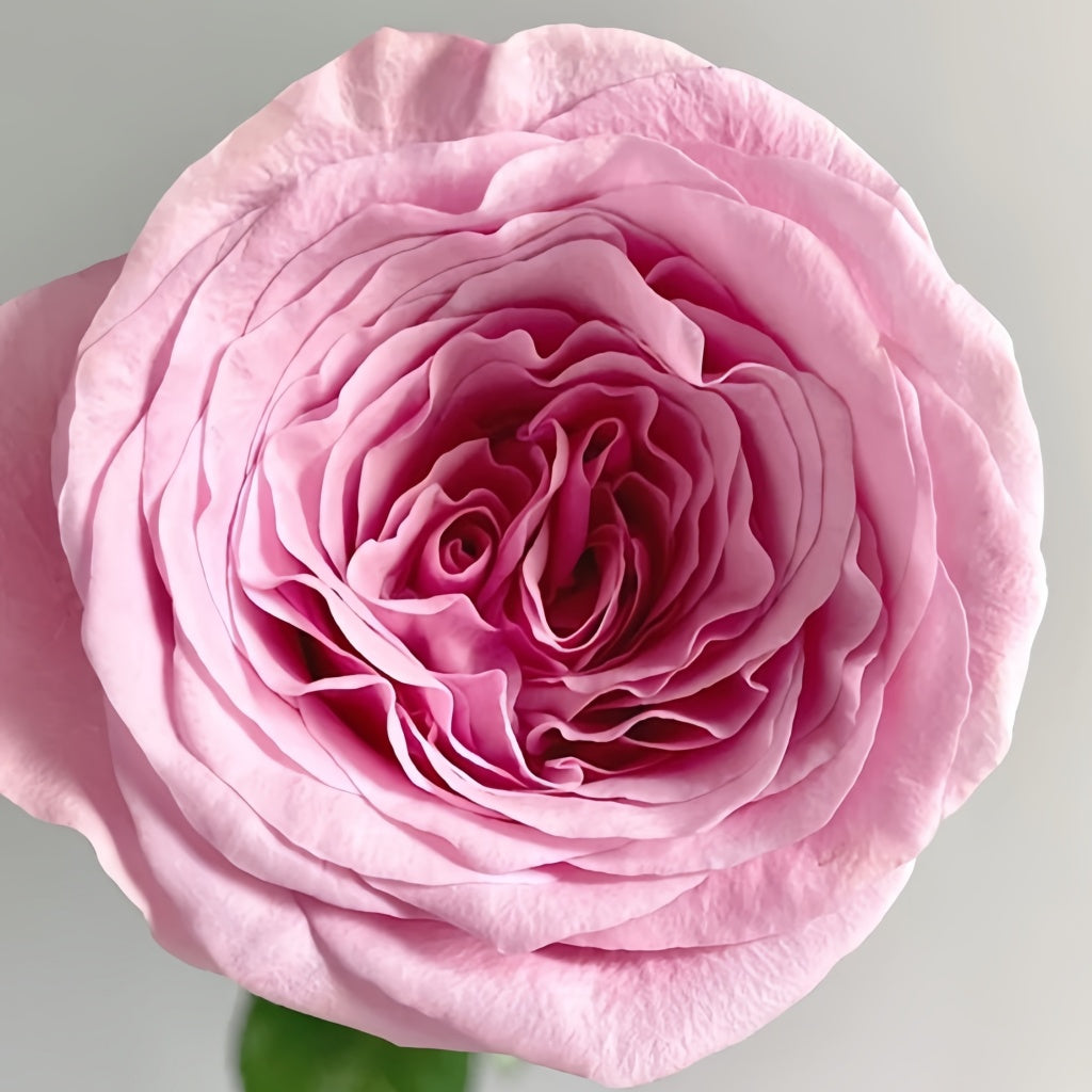 White Roses Reef Ocean Breeze Rose Plant|海洋布雷兹 – Rose_Explosion