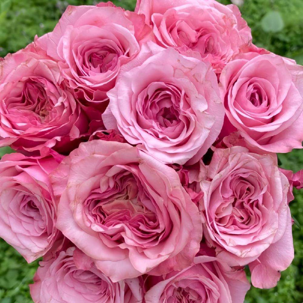 Ocean Breeze Rose Plant|海洋布雷兹 – Rose_Explosion