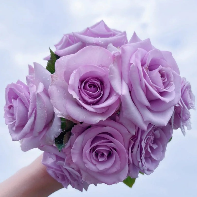 Ocean Mist Roses Ocean Song Rose | Elegant Lavender Blooms for Your Garden – Rose_Explosion