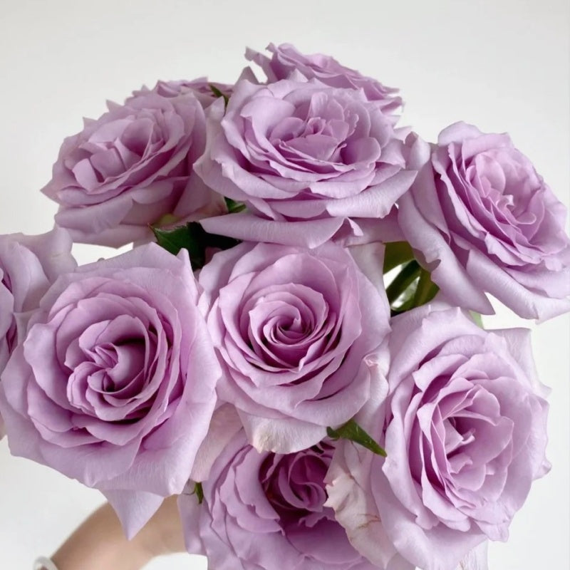 Ocean Mist Roses Ocean Song Rose | Elegant Lavender Blooms for Your Garden – Rose_Explosion