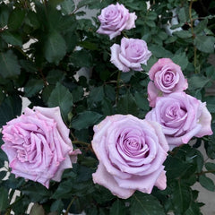 Ocean Song Rose | Elegant Lavender Blooms for Your Garden