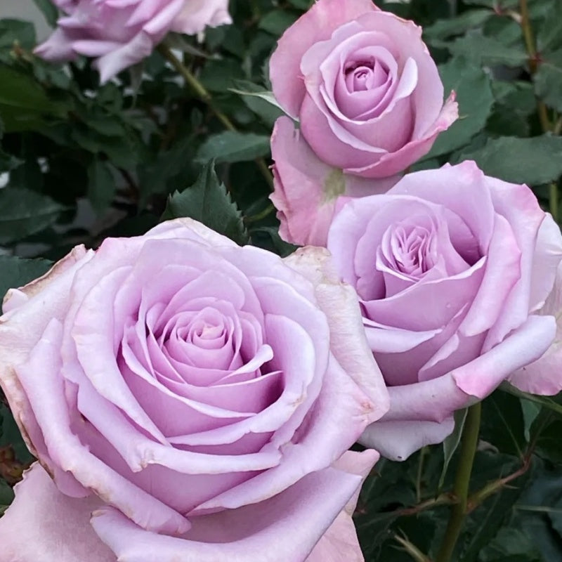 Ocean Mist Roses Ocean Song Rose | Elegant Lavender Blooms for Your Garden – Rose_Explosion