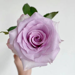 Ocean Song Rose | Elegant Lavender Blooms for Your Garden