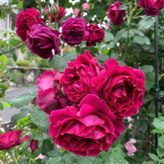  Odysseia Rose Plant|奥德赛