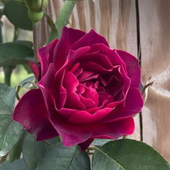  Odysseia Rose Plant|奥德赛