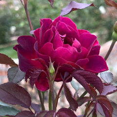 Odysseia Rose Plant|奥德赛