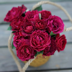  Odysseia Rose Plant|奥德赛