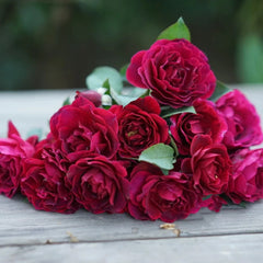  Odysseia Rose Plant|奥德赛