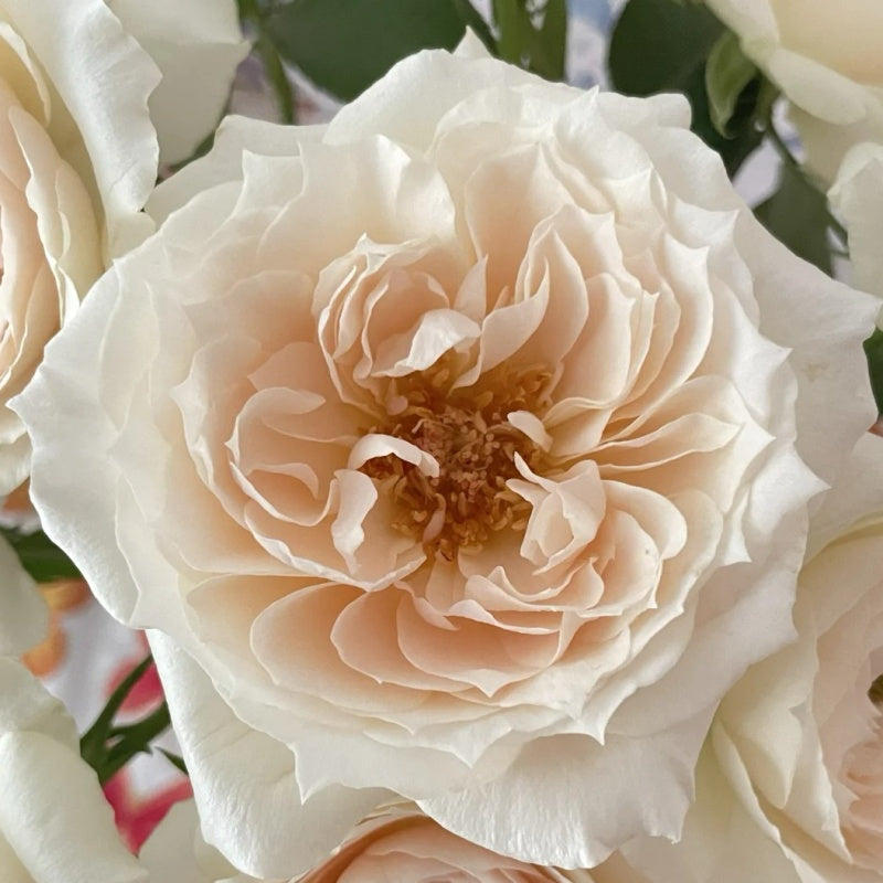 Opera Throwing Roses Opera Queen Rose Plant|歌剧女皇 – Rose_Explosion