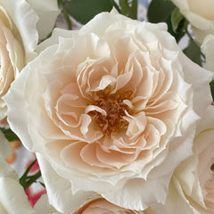 Opera Queen Rose Plant