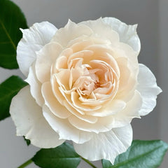 Oper Encore Roses Opera Queen Rose Plant|歌剧女皇 – Rose_Explosion