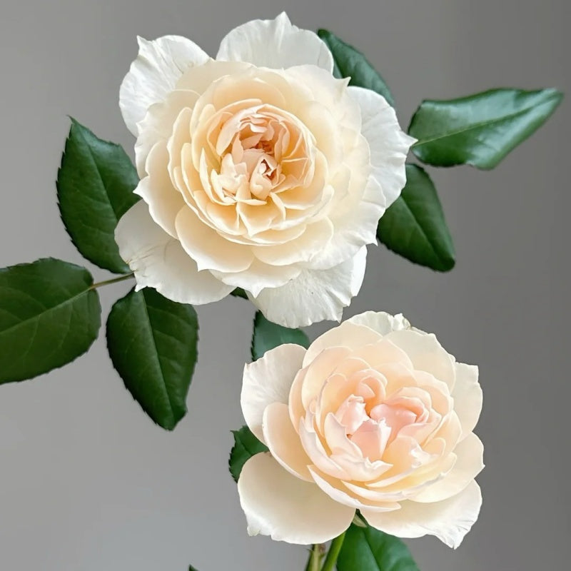Opera Throwing Roses Opera Queen Rose Plant|歌剧女皇 – Rose_Explosion
