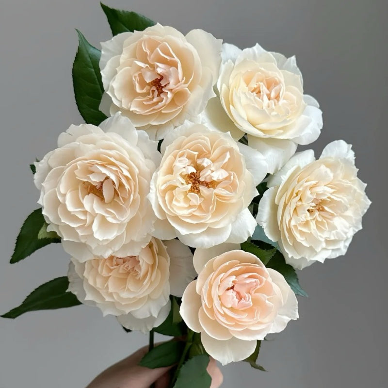 Oper Encore Roses Opera Queen Rose Plant|歌剧女皇 – Rose_Explosion