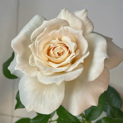 Oper Encore Roses Opera Queen/Opera Queen Rose Plant|歌剧皇后 – Rose_Explosion